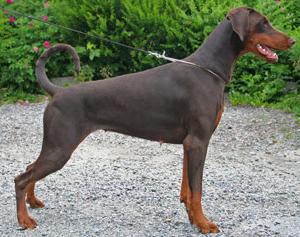 Cibico's Forbidden Fruit | Brown Doberman Pinscher