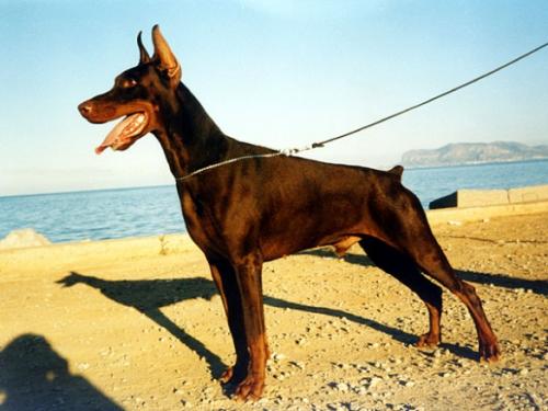 Azul di Temaline | Brown Doberman Pinscher