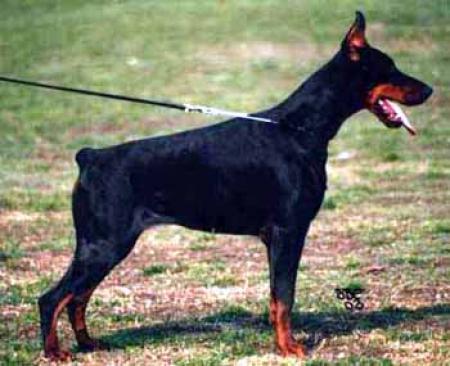 Iris-Empres v. Morosso | Black Doberman Pinscher