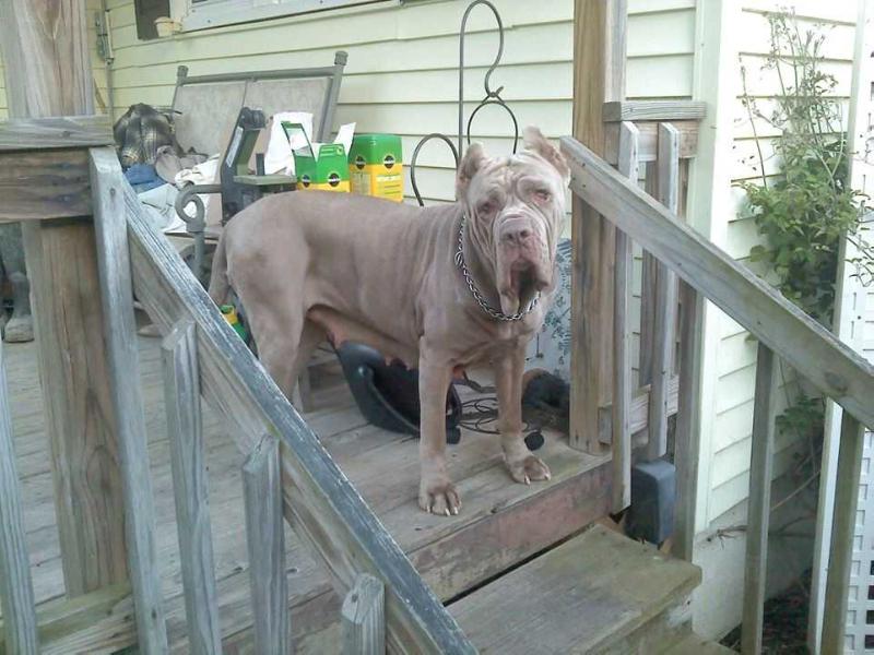 Windy Hills Nala of EGK | Neapolitan Mastiff 