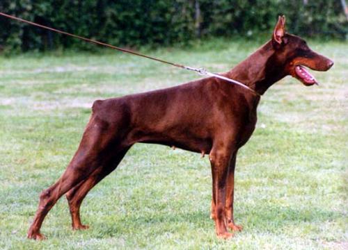 Helena Campagnanensis | Brown Doberman Pinscher