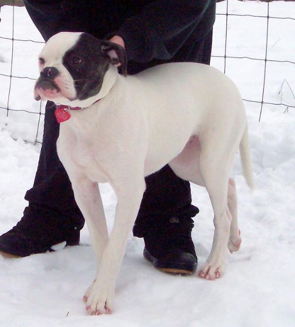 Duman's Princess of CCK | American Bulldog 