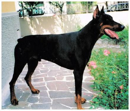 Axel (LO98126144) | Black Doberman Pinscher