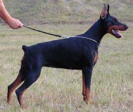 Koko-Lora di Satti v. Morosso | Black Doberman Pinscher