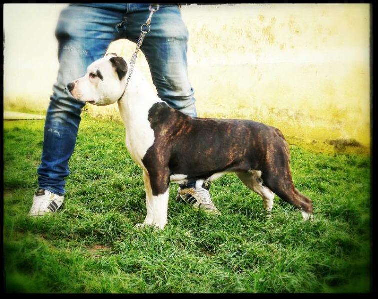 Moon rock landi's white drop | American Staffordshire Terrier 