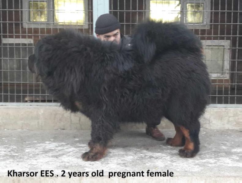 Kharsor Ees | Tibetan Mastiff 