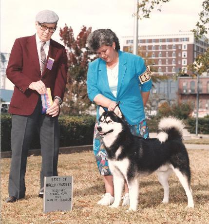 Istari's Hobbit Forming | Alaskan Malamute 