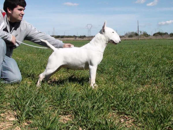 Princesa Dheyra de Lord Bull | Bull Terrier 