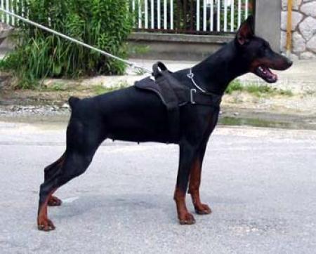 Kleo-Lea di Satti v. Morosso | Black Doberman Pinscher