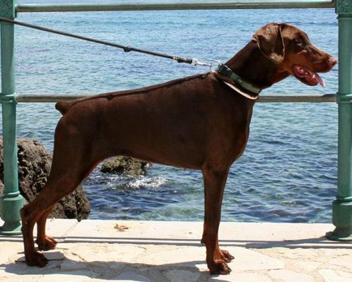 Nataly v. Morosso | Brown Doberman Pinscher