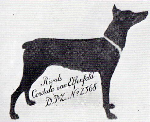 Rival's Cordula v. Elfenfeld | Black Doberman Pinscher