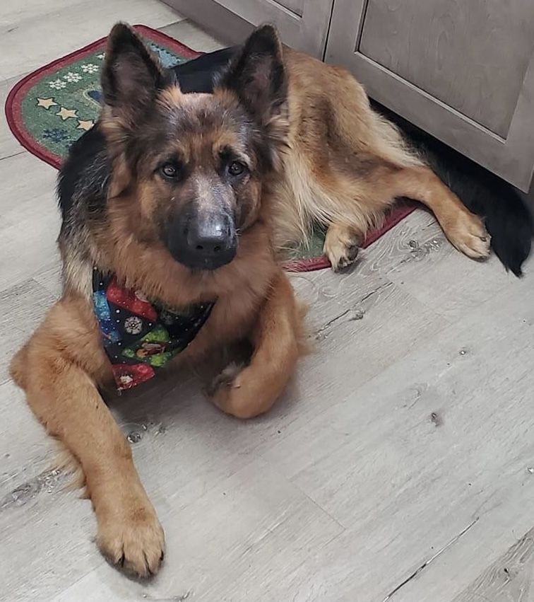 Von Sagendorf Breeze Von Moyer Hous Proud Paws | German Shepherd Dog 