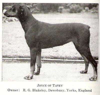 Joyce of Tavey | Black Doberman Pinscher