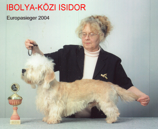 Ibolya-Kozi Isidor | Dandie Dinmont Terrier 
