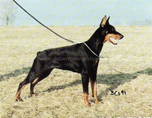 Black-Dober Rien-Greti | Black Doberman Pinscher