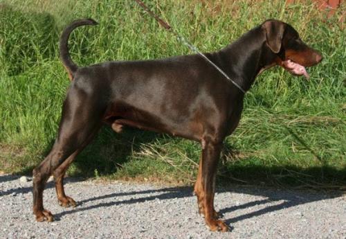 Tierra's Red Red Wine | Brown Doberman Pinscher