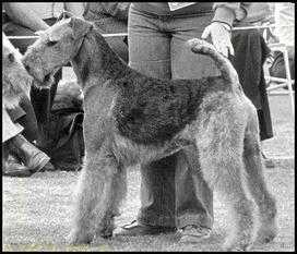 Turith Echelon of Saredon | Airedale Terrier 
