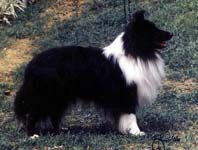 Rudy vom Stormarner Land | Shetland Sheepdog 