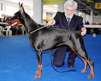 Electra iz Zoosfery | Black Doberman Pinscher