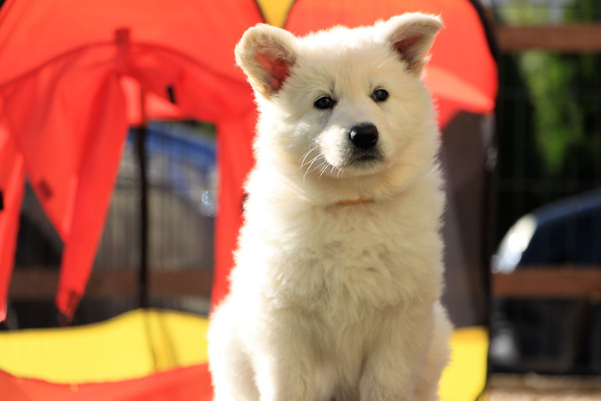 Cersei vom Blutsberger Schatten | White Swiss Shepherd Dog 