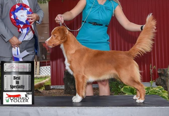 Katyra's Song Of Ice And Fire | Nova Scotia Duck Tolling Retriever 