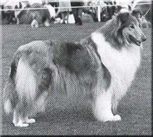 Romney Of Rokeby | Rough Collie 