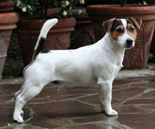 FreddyMercury Lilli-Rose | Jack Russell Terrier 