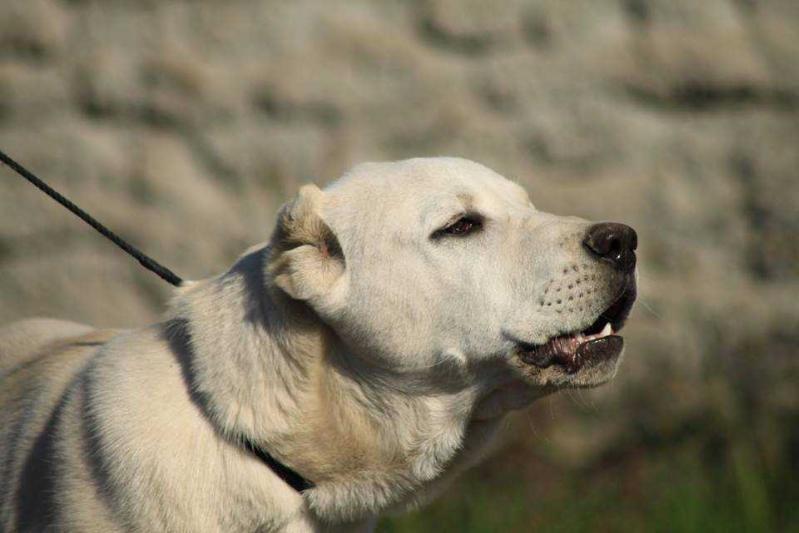 Dzarija iz Branele | Central Asian Shepherd Dog 