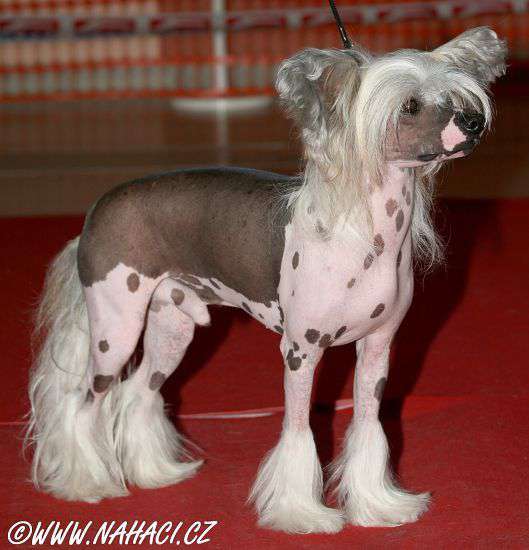 Lionheart Keep My Promise | Chinese Crested 