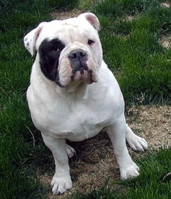 Stonehenge's Gracie | Olde English Bulldogge 