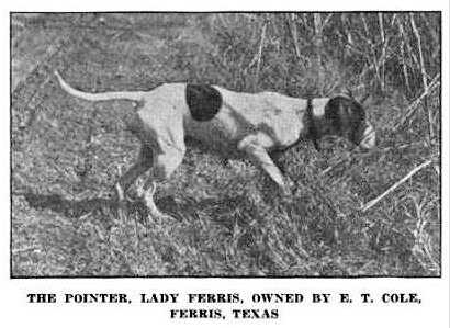 LADY FERRIS | Pointer 