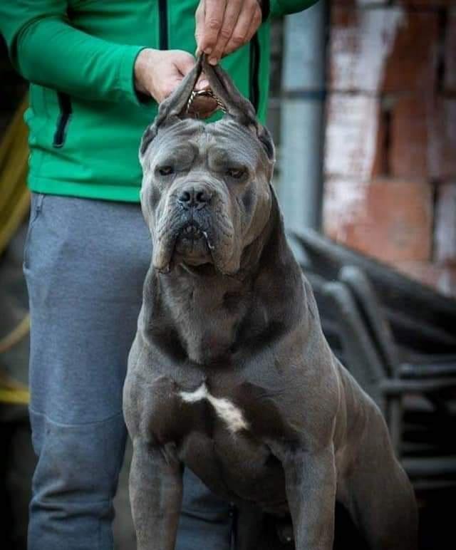 Enzzo | Cane Corso 