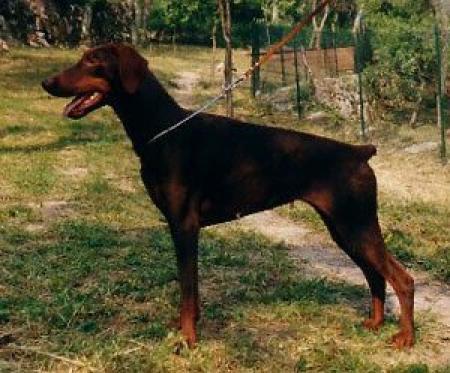 Ivana di Satti | Brown Doberman Pinscher