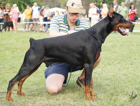 Ardens Uran | Black Doberman Pinscher