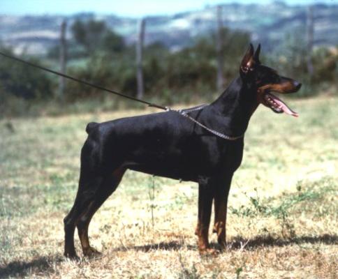 Vivian Campagnanensis | Black Doberman Pinscher