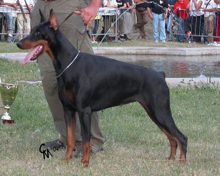 Ivj Campagnanensis | Black Doberman Pinscher