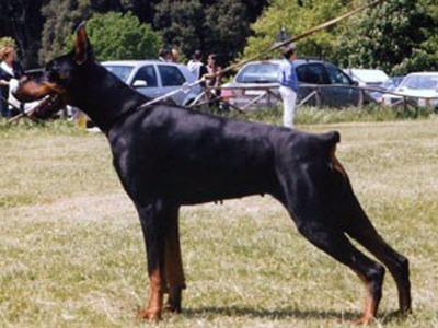 Dell'Arco Azzurro Cleopatra Red | Black Doberman Pinscher