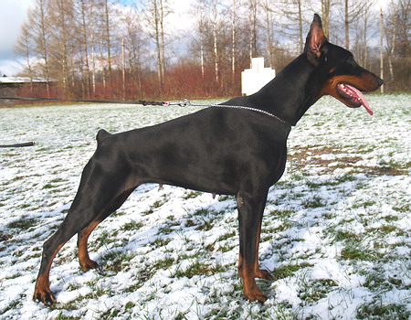 Sant Kreal Princessa Presto | Black Doberman Pinscher