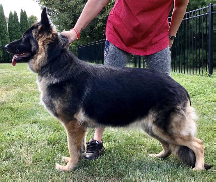 Willow von Moyer Haus | German Shepherd Dog 