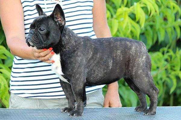 Black Pirate Zsazsa | French Bulldog 