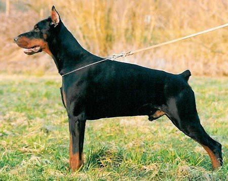 Patch de la Cour des Arums | Black Doberman Pinscher