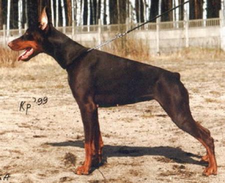 Sant Kreal Skazka | Brown Doberman Pinscher