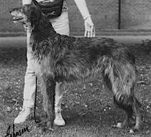 Ardkinglas Nina | Scottish Deerhound 