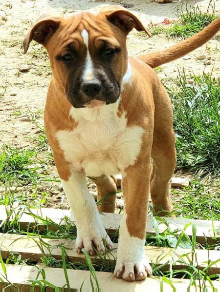 Anonymous D-E God Save The Queen | American Staffordshire Terrier 
