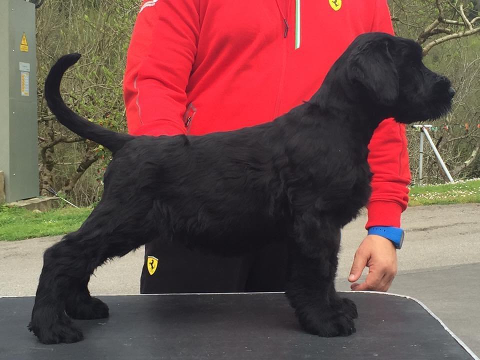 Lotus De Candamo | Giant Schnauzer 