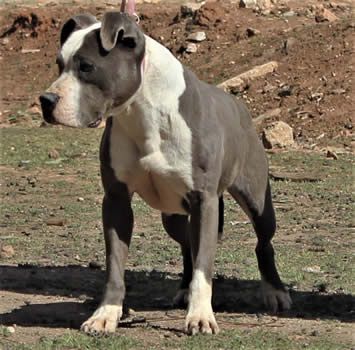 DDDawgs Double Trouble | American Staffordshire Terrier 
