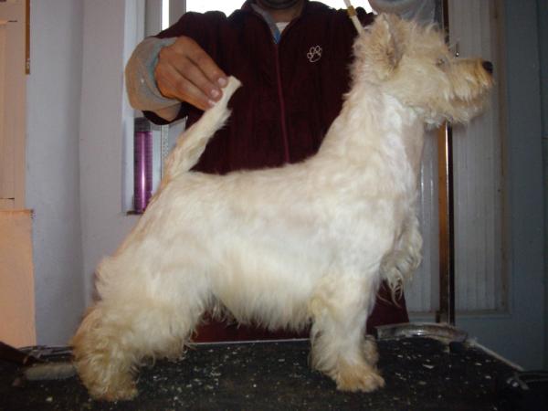 Alborada Jack Sparrow | West Highland White Terrier 