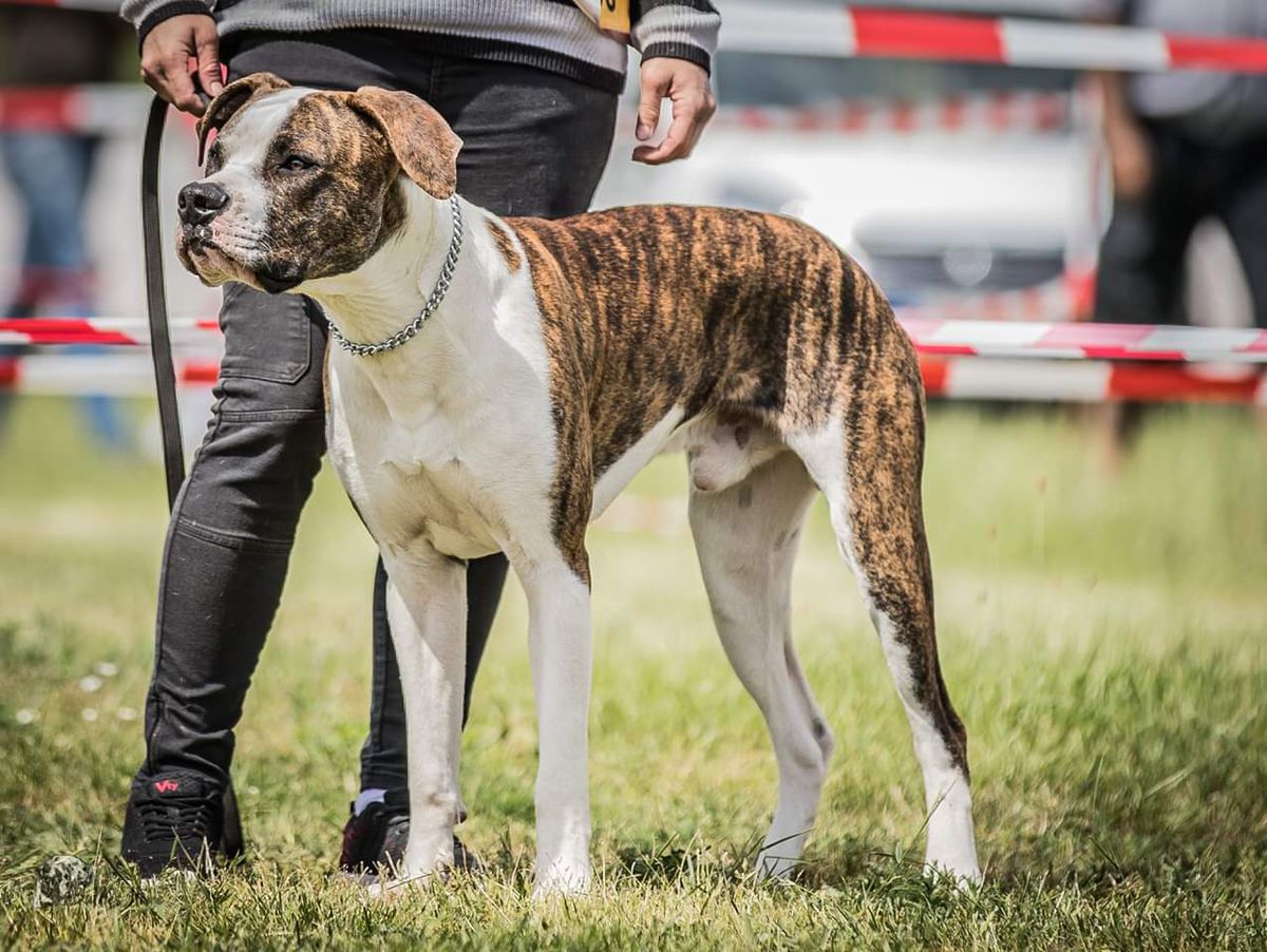 Hegau Bulldog's Archibald | American Bulldog 