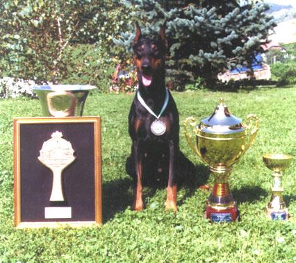 Queen v. Hochstede | Black Doberman Pinscher