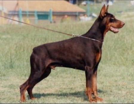 Givan della Ripuaria | Brown Doberman Pinscher